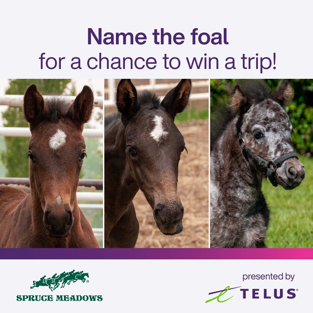 Last 24 hours! Enter to win big with Name the Foal, presented by <a href="/TELUS/">TELUS</a> 

namethefoal.sprucemeadows.com

#sprucemeadows #telus #namethefoal