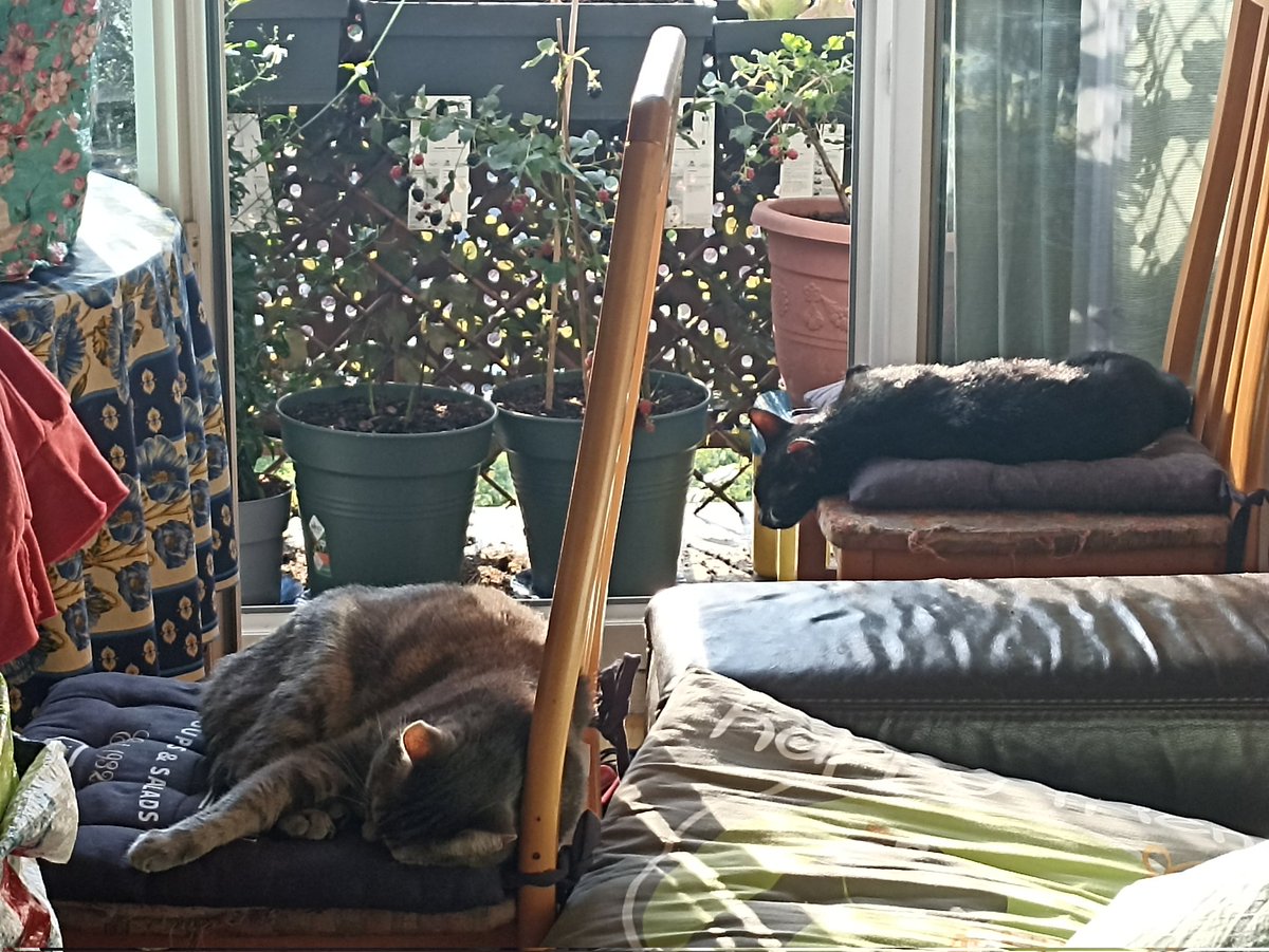 LyahStrange's tweet photo. @ValoniaFeline On l'a trouvée enfermée dans un placard de l'immeuble. Elle vit désormais heureuse avec mon autre chat ✨ https://t.co/NV4J7J29FY