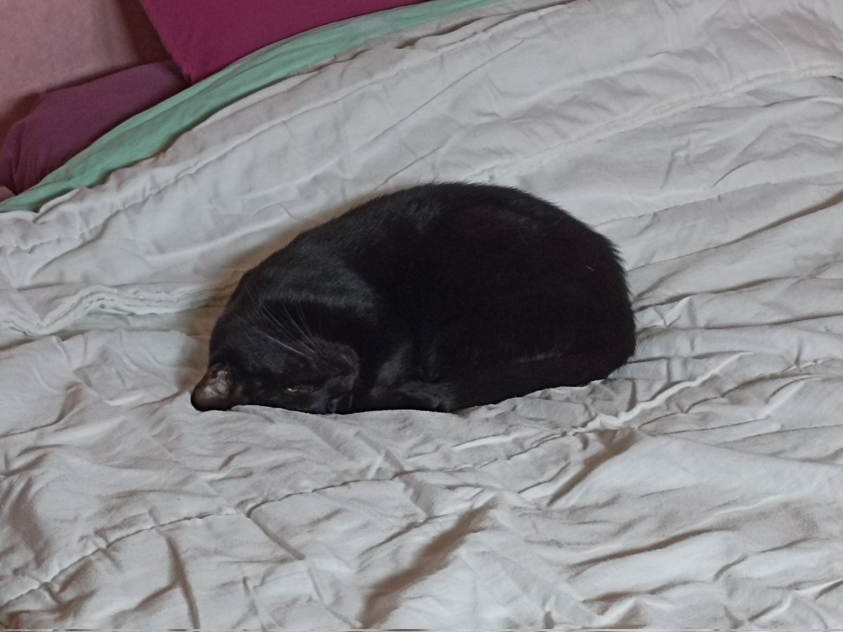 LyahStrange's tweet photo. @ValoniaFeline Ma petite bebou elle-même abandonnée par son ancienne propriétaire https://t.co/GuZnE0jGdX