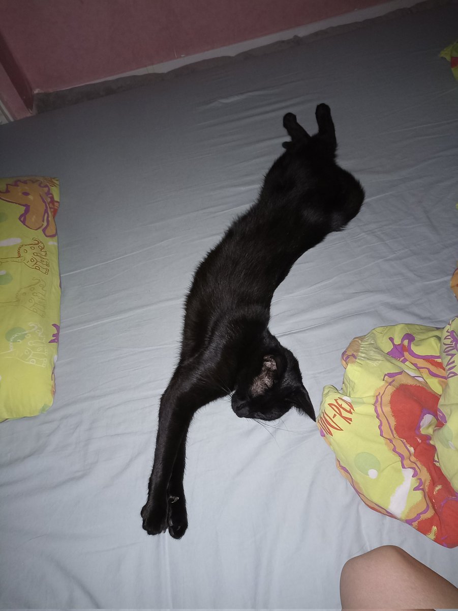LyahStrange's tweet photo. @ValoniaFeline Ma petite bebou elle-même abandonnée par son ancienne propriétaire https://t.co/GuZnE0jGdX