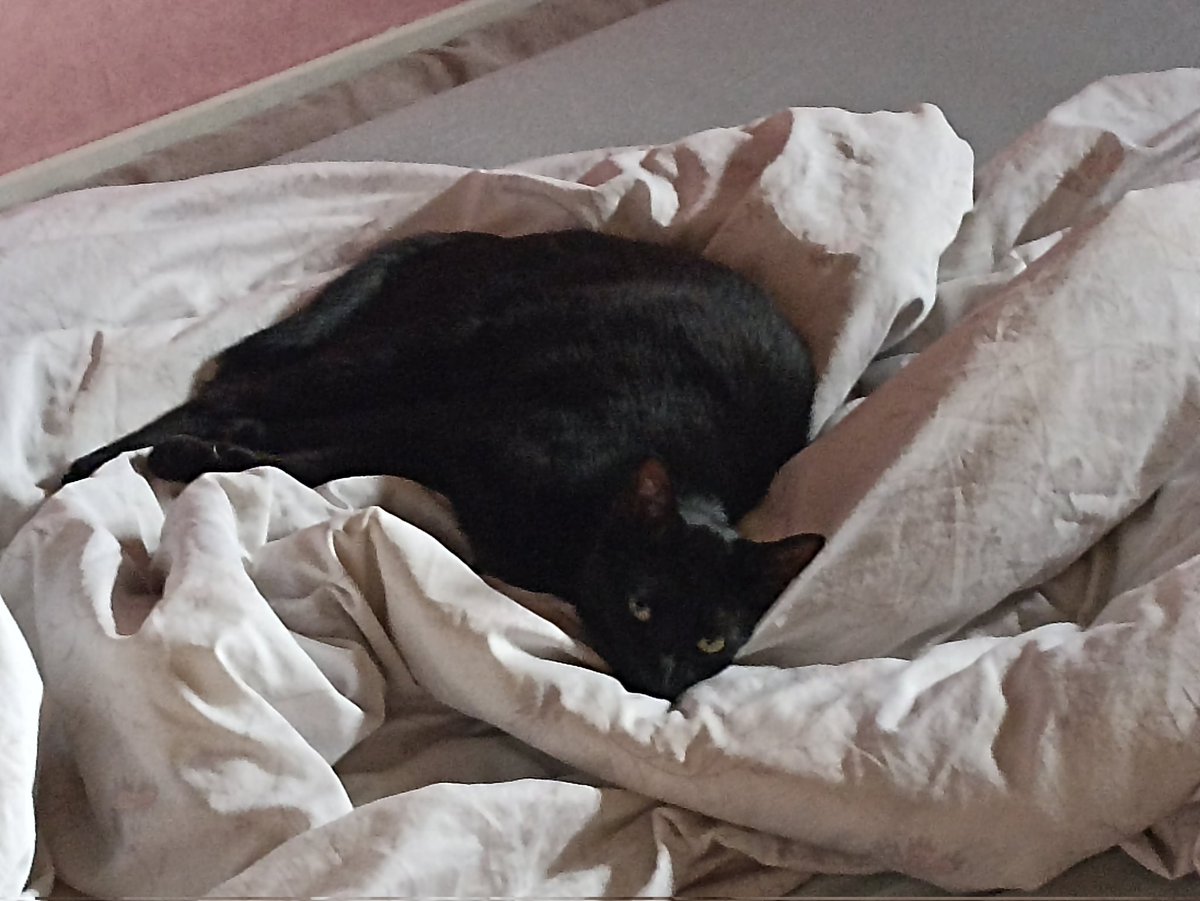 LyahStrange's tweet photo. @ValoniaFeline Ma petite bebou elle-même abandonnée par son ancienne propriétaire https://t.co/GuZnE0jGdX