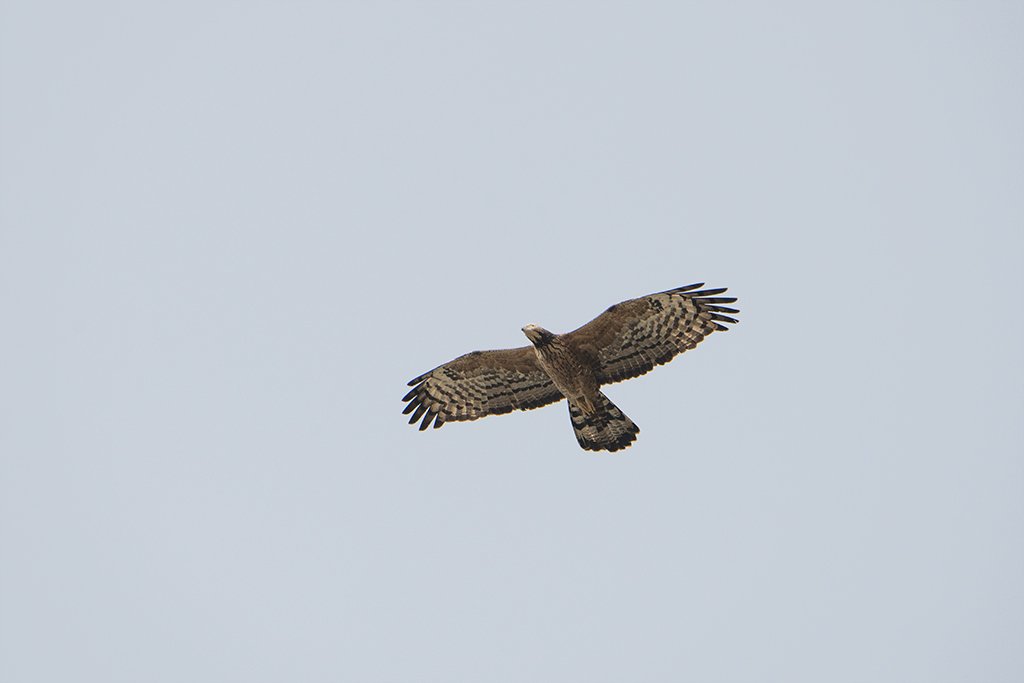 Oriental Honey-buzzard (Pernis ptilorhynchus) in #Tura #WestGaroHills #Meghalaya #India

@birdnames_en @NikonEurope @UKNikon #APPicoftheWeek #BirdsofTwitter #BirdsSeenIn2023 #createyourlight #EarthCapture #fsprintmonday #IndiAves #NatGeoIndia #NikonCreators #ThePhotoHour