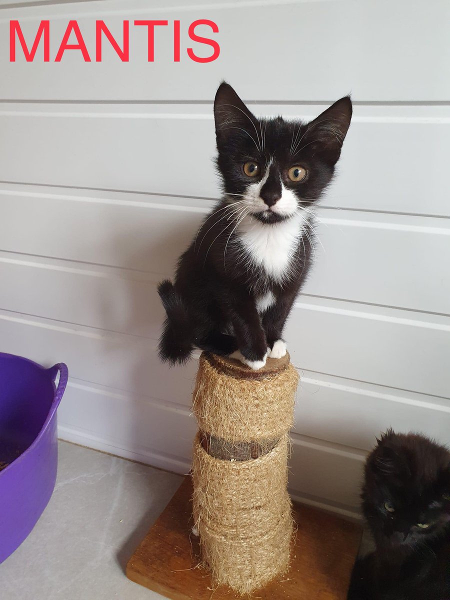 Clent View Cat And Kitten Rescue tweet media
