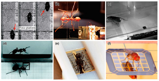 Sensors_MDPI's tweet photo. #mostview 
MEMS-Based Micro Sensors for Measuring the Tiny Forces Acting on Insects
https://t.co/ZdmypwhSyp
#MEMS #MicroSensors #Insect #ForcePlate #FlightForce https://t.co/WsbhuKh29B
