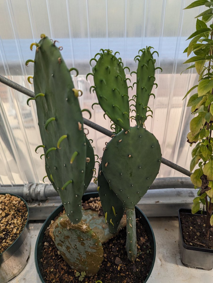 realgedmiller's tweet image. Can't decide if it wants to be a cactus or a banana tree. 

#namethatplant