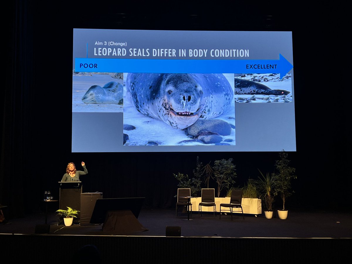 EmilySperou's tweet photo. Another awesome leopard seal talk done by our always loud, animated, and amazing PI, Dr. Sarah Kienle 🦭

#SCAR2023 @Sarah_S_Kienle https://t.co/2qpMaR0W96