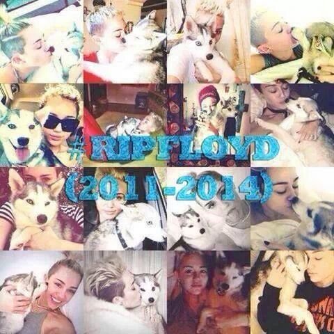 LLcyrusR's tweet photo. I MISS YOU SO MUCH FLOYD STACHE CYRUS NEVER FORGET HIM ❤ YOU ARE ALWAYS IN OUR HEART 4EVA #missyou #floyd #husky #dog #love #neverforget #floydyy 🌈🕊 #mileysdog #MILEYCYRUS #smiler #timeflies https://t.co/ASo6xGC7ki