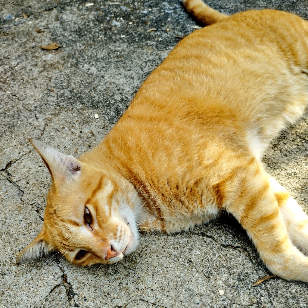 Infinit79822565's tweet photo. Lazy Friday https://t.co/uoDojZ05Gx
