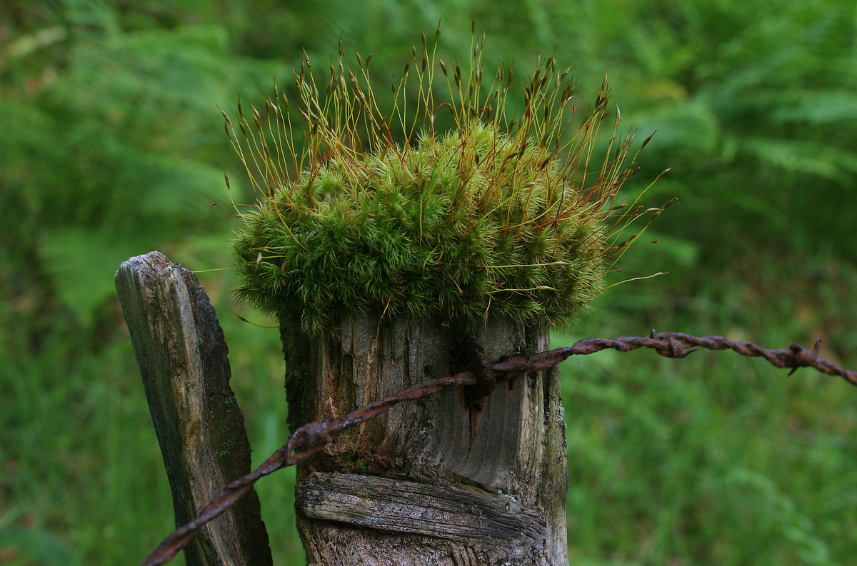 wilde_eep's tweet photo. A nice crown of capsules #FencepostOfTheWeek https://t.co/z7qYTSU4pZ