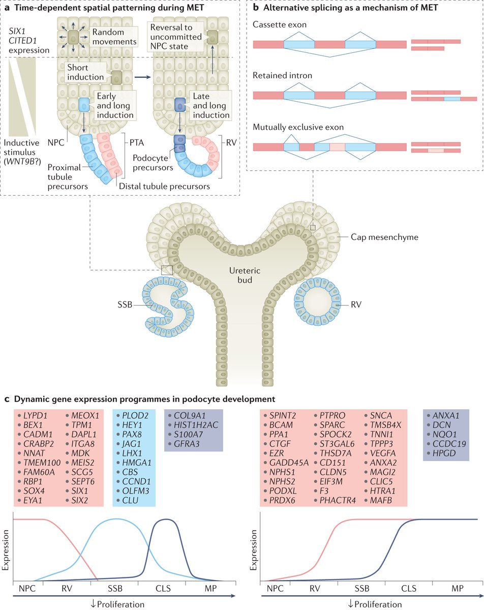 Nature Reviews Nephrology (@natrevneph) on Twitter photo Insights into the mechanisms driving kidney development from single-cell genomics. Read more from <a href="/felixschreibing/">Felix Schreibing</a> and <a href="/rkramann/">Rafael Kramann, MD PhD</a> here: go.nature.com/3AiR93w Insights into the mechanisms driving kidney development from single-cell genomics. Read more from <a href="/felixschreibing/">Felix Schreibing</a> and <a href="/rkramann/">Rafael Kramann, MD PhD</a> here: go.nature.com/3AiR93w