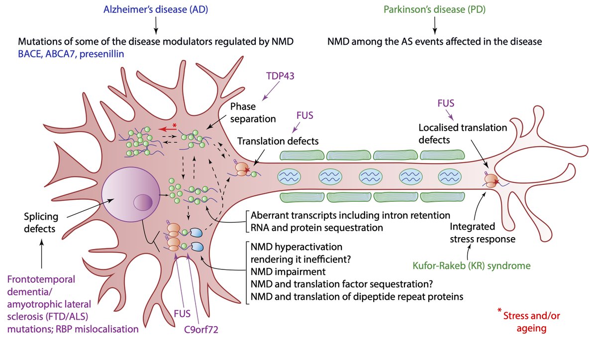 Our latest @TrendsNeuro reviews an important mRNA surveillance pathway (NMD) in neuronal physiology and neurodegeneration: sciencedirect.com/science/articl… A pleasure to write this with the talented Marija Petrić Howe @PataniLab @UCLIoN @mndassoc @ListerInstitute @The_MRC @TheCrick