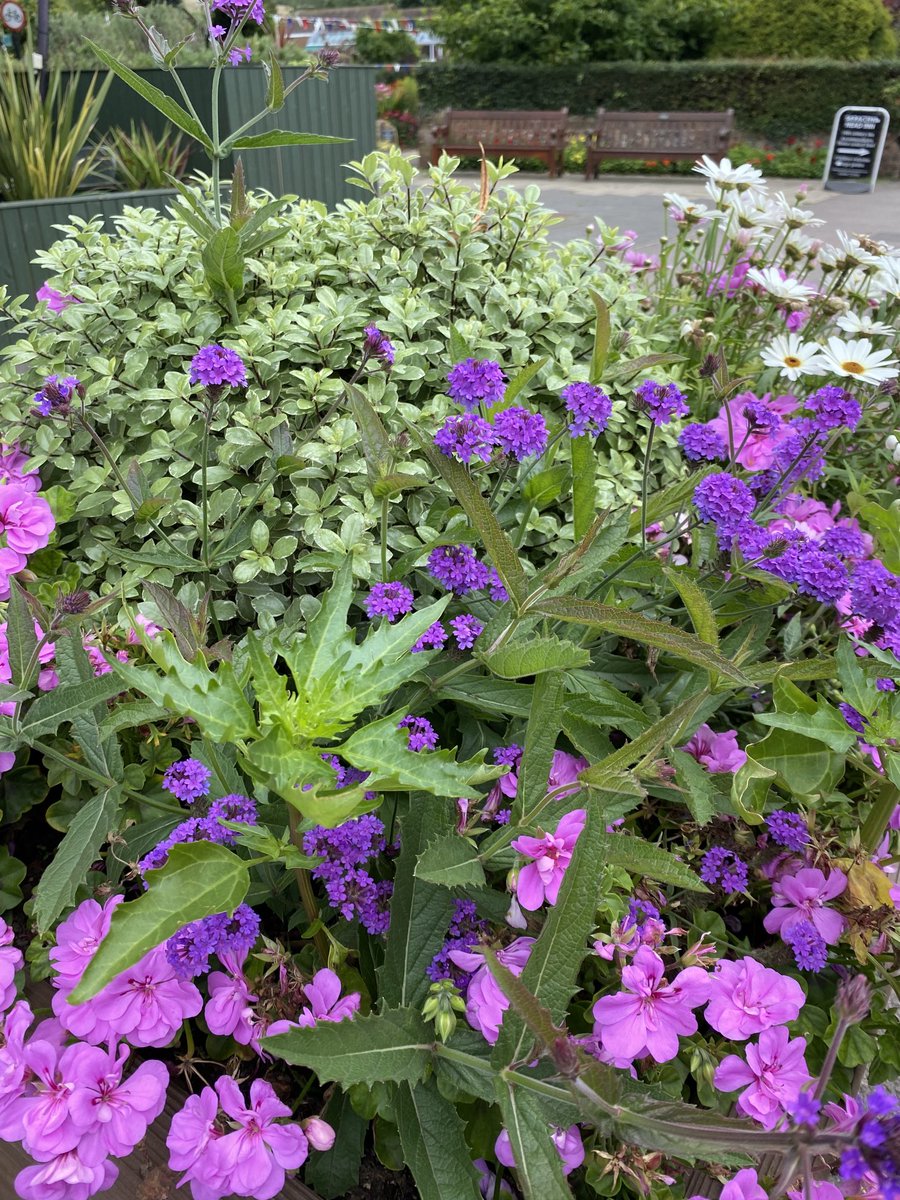 CSGGA's tweet image. The Memorial Gardens in Old Amersham are a sight to behold, beautiful creative planting showing what can be achieved with the right mindset, community involvement and a strong group of volunteers. Well done @AmershamTC and all involved - shining example to all