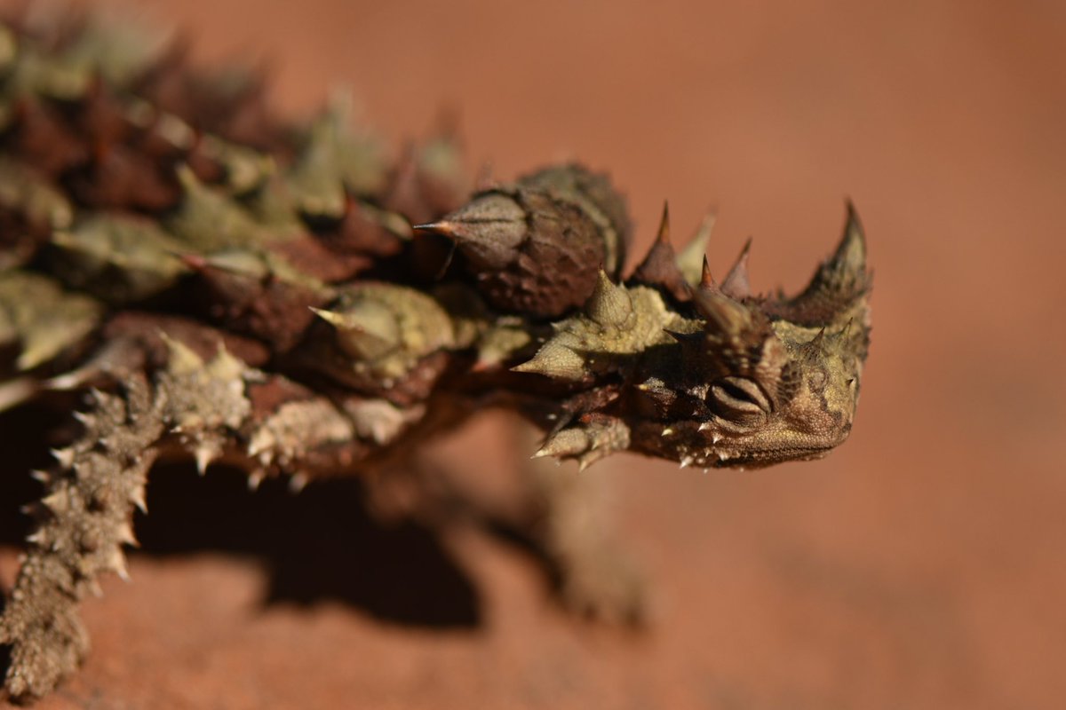 THORNY DEVIL! Surely one of the coolest (and most placid) agamids #wildoz #Agamidae #centralaustralia #northernterritory