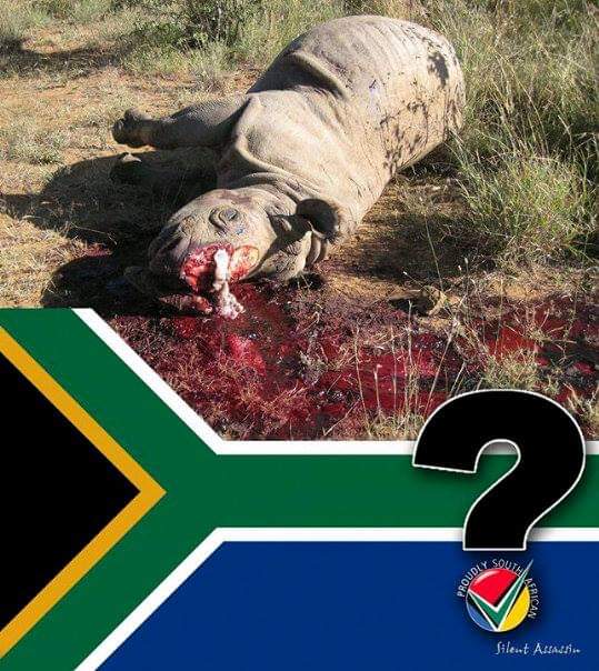 SueSpurgin's tweet image. #RhinoFriday  &amp;gt; 60% of the #rhinos killed in #SouthAfrica so far in 2023 were slaughtered in #KZN as #poachers shift their focus to HiP, 1 of the world’s last strongholds of wild #rhino #conservation!😡
@GovernmentZA ACT NOW &amp;amp; #StopRhinoPoaching before it's too late! 🦏⏰️⌛️🆘️