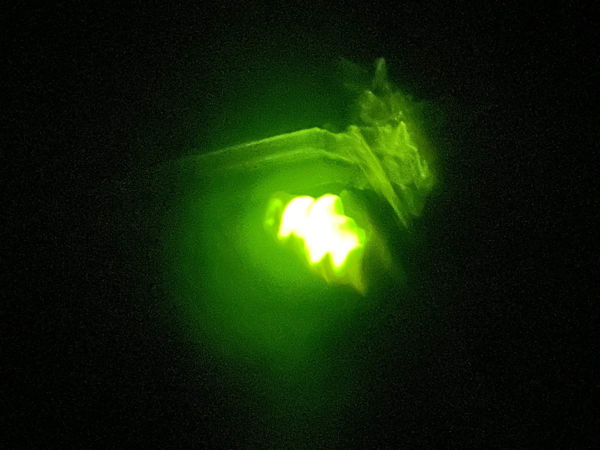 Liz_Downey_'s tweet photo. Always one of my favourite things to see at Cogden - dozens of acid green lights twinkling in the hedgerows on the walk back to the car ✨ #GlowWorms @nationaltrust @DorsetWildlife https://t.co/G1YOUun44h