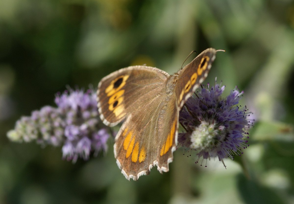 antalyatav's tweet image. Seyit: Yüksek rakımlı dağlardaki vadi ve çayırların yaz sonundaki, en yaygın türlerinden biridir. Temmuz ayının ortalarından, Eylül ayının ortalarına kadar gözlenebilir. #ATAV #AntalyaKelebekleri 
📸Olcay Yeğin