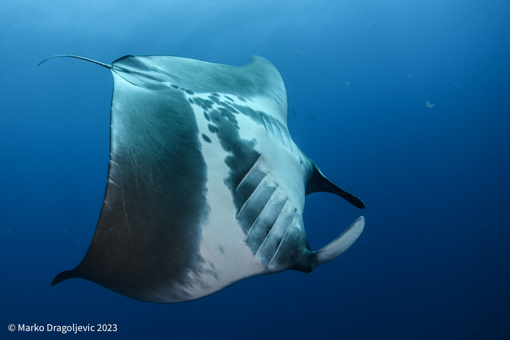 chipi_nbgd's tweet photo. When at #deadalusreef and while waiting for hammerheads, you can get surprised with #manta coming and checking you out. These true #ocean giants find their way into #redsea as well. This one was super friendly and showed up on every dive and coming over to say hi https://t.co/qiEhdqWABj