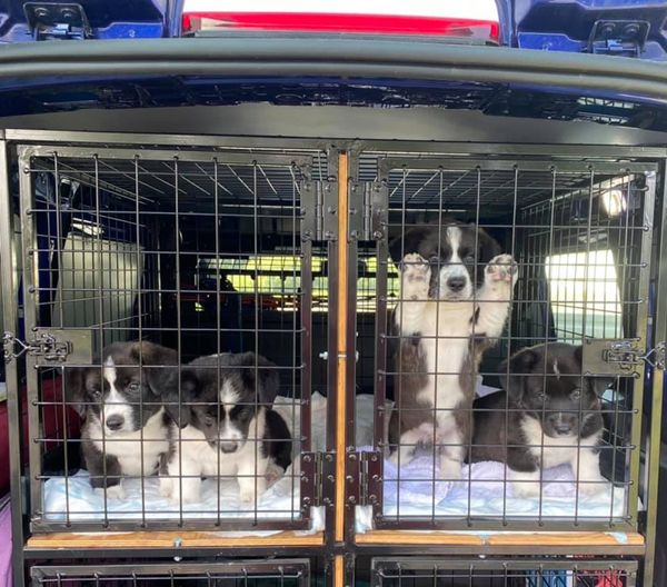 To år siden 7-ukerskontroll 🥺 (Balder titter frem bak, Balder sitter lengst til venstre i bilen 💚)