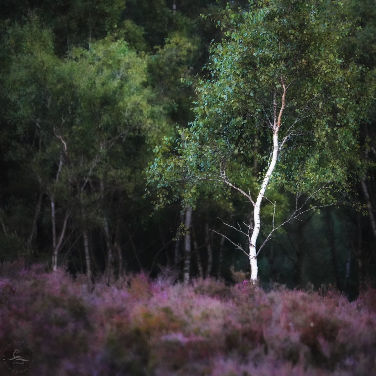 Walking home in the rain, the dusk gathering around me, this beautiful silver birch sidled into my line of vision. Erupting out of the wet heather like a skeletal dancer, she shone in the final light of the day, leaves trembling, as twilight fell across the moors.