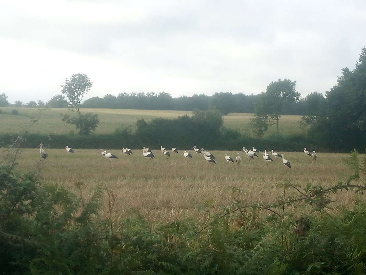 36 cigognes dans le bocage, record battu