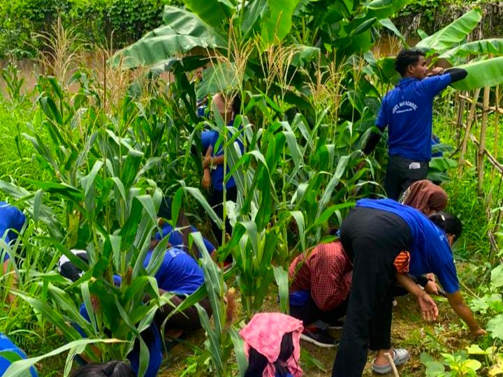 YNnagaland's tweet photo. Govt. Schools Lead the Way with Kitchen Gardens in their premises, promoting sustainable living and environmental awareness, GHSS Chumoukedima Village, John GHSS Viswema, & GHSS Tasazhu as part of #YouthNet #IBMSTEMforGirls program activity in Nagaland. #IBM #QuestAlliance https://t.co/scKD75Ii1O