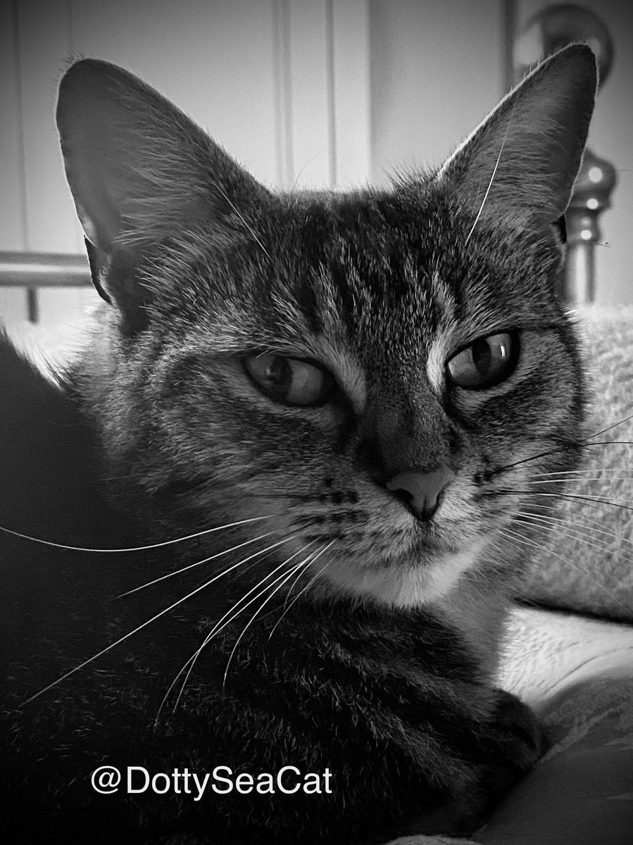 DottySeaCat's tweet photo. Happy #catsnoirFriday! 🐈‍⬛⬛️🔲
#CatsOfTwitter https://t.co/PrnbTPt4VN