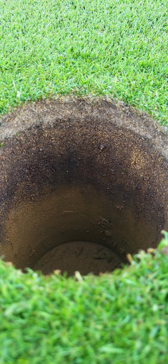 We have lift off <a href="/BarenbrugUK/">Barenbrug UK</a> all bent 8 days post renovations on our manor course greens <a href="/AldwickburyGolf/">Aldwickbury Park GC</a>.
It might only be a short par 3 course but these courses are vital for the beginners and growing the game.
@MikeSmi09430975 
<a href="/PeterFinchGolf/">Peter Finch</a> 
<a href="/RickShielsPGA/">Rick Shiels PGA</a>