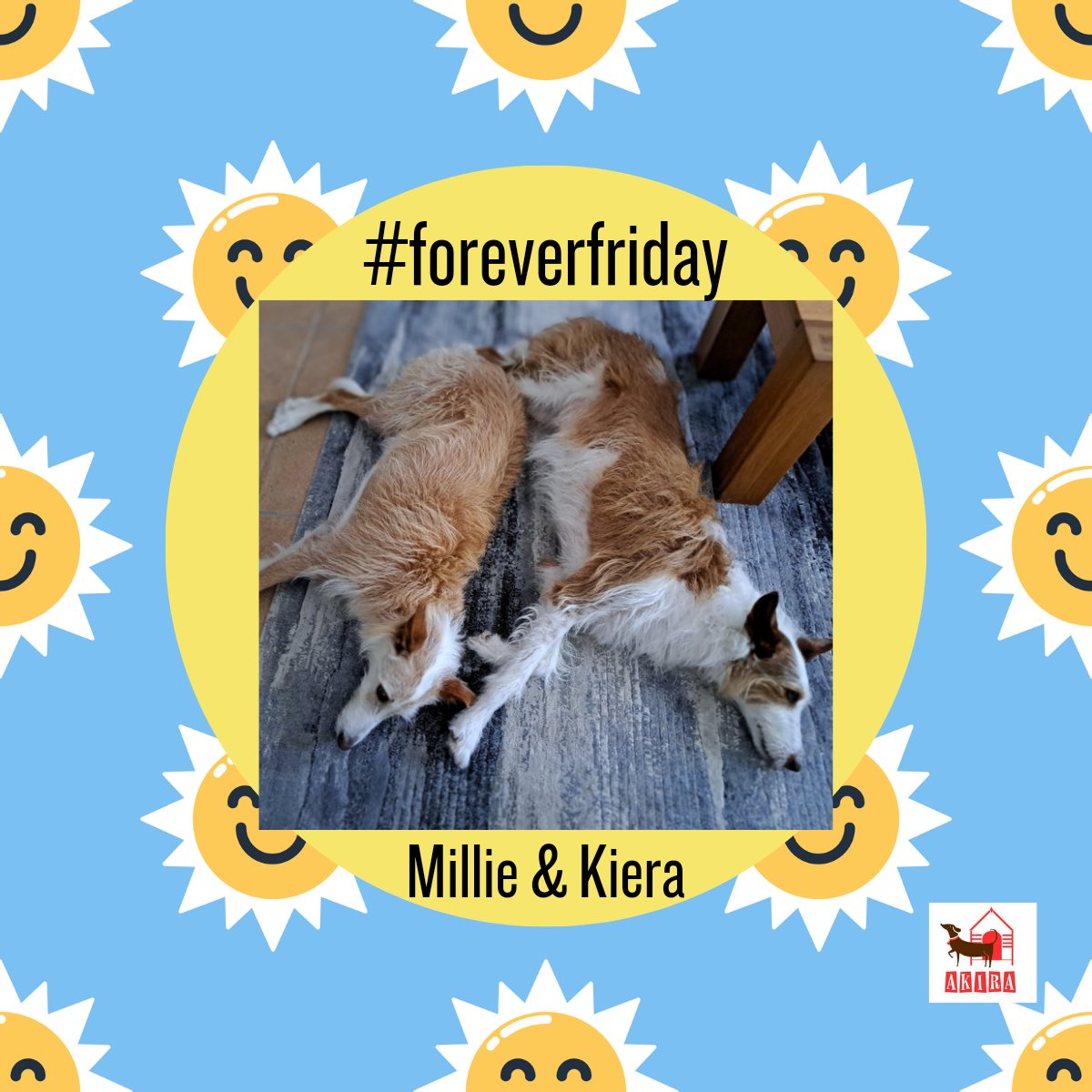 #foreverfriday is back again and this morning we have Millie and kiera enjoying the aircon. So lovely to see them relaxed and happy especially after some traumatic events in each of their lives prior to coming to akira and adoption. These happy pictures are why we do what we do.