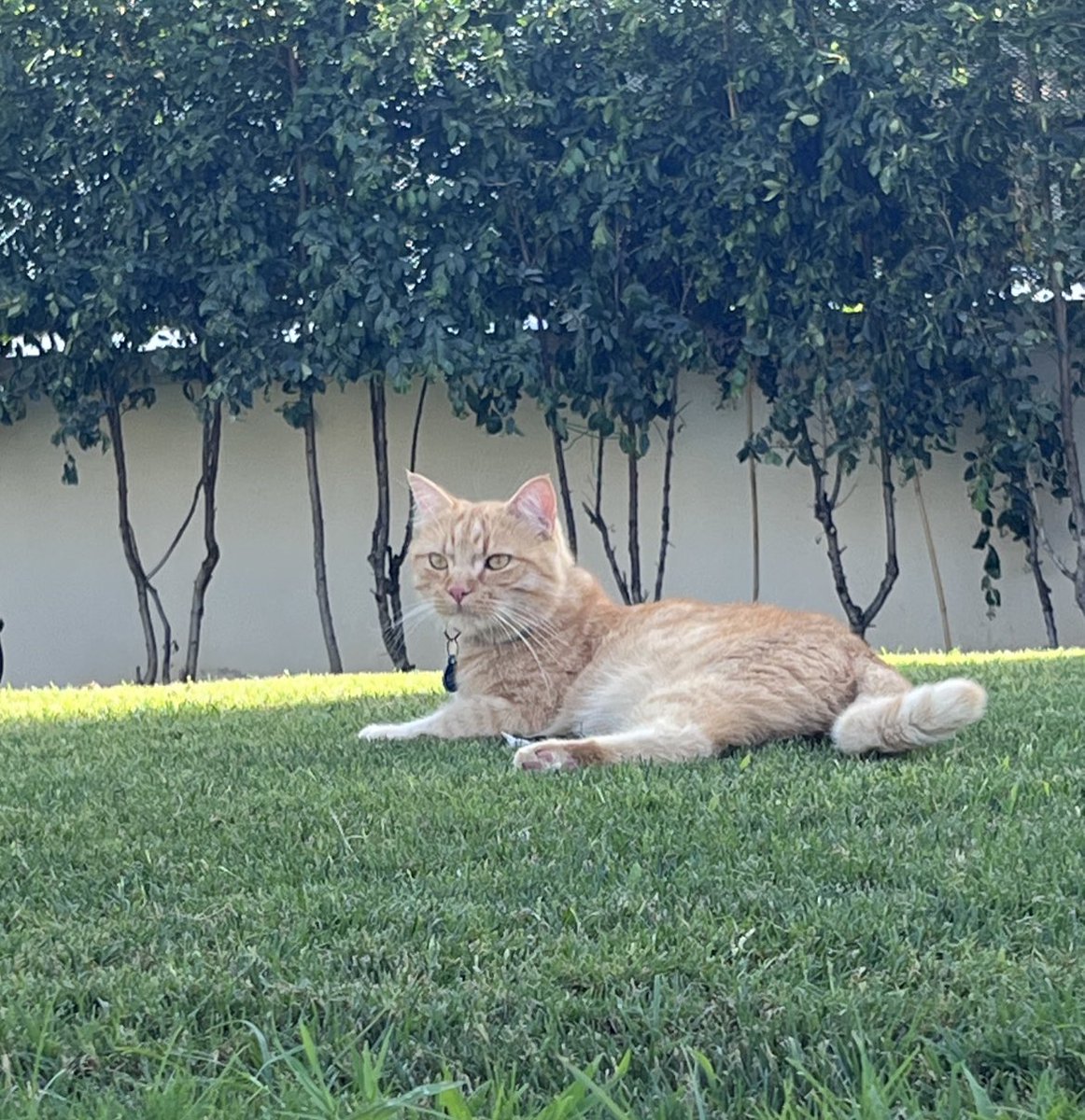 danititti's tweet photo. Auguri micetto del mio cuore #dueanni #Eddie❤️ https://t.co/mXYR5RJC7f