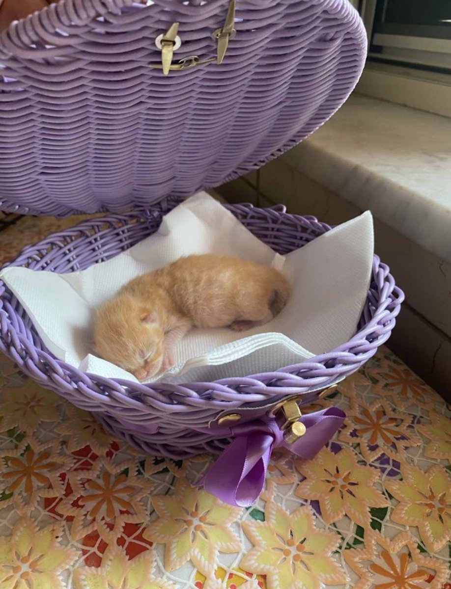 danititti's tweet photo. Auguri micetto del mio cuore #dueanni #Eddie❤️ https://t.co/mXYR5RJC7f