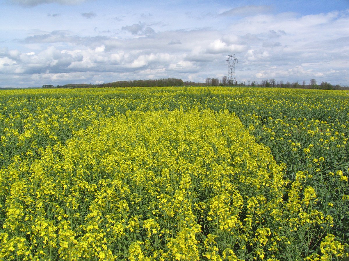 #Variétés #colza : actualisation des résultats de la pré-synthèse variétale Colza 2023. Les résultats toujours provisoires car les essais du Nord sont sous les pluies et ne sont pas encore récoltés. 
myvar.fr/actualites/pre…