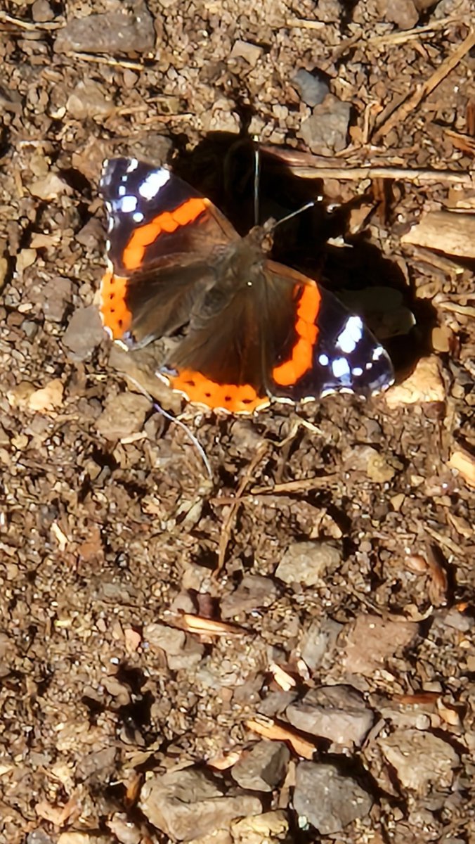 Pssst.🤫Er hat sich grad gesetzt....🤗