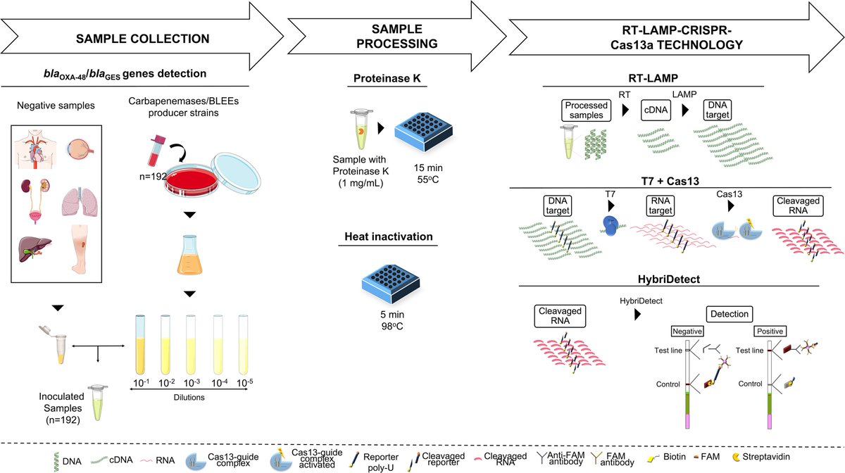 LAMP-CRISPR-Cas13a detection of GES and OXA-48 carbapenemases @MariadelMarTom journals.asm.org/doi/10.1128/sp…