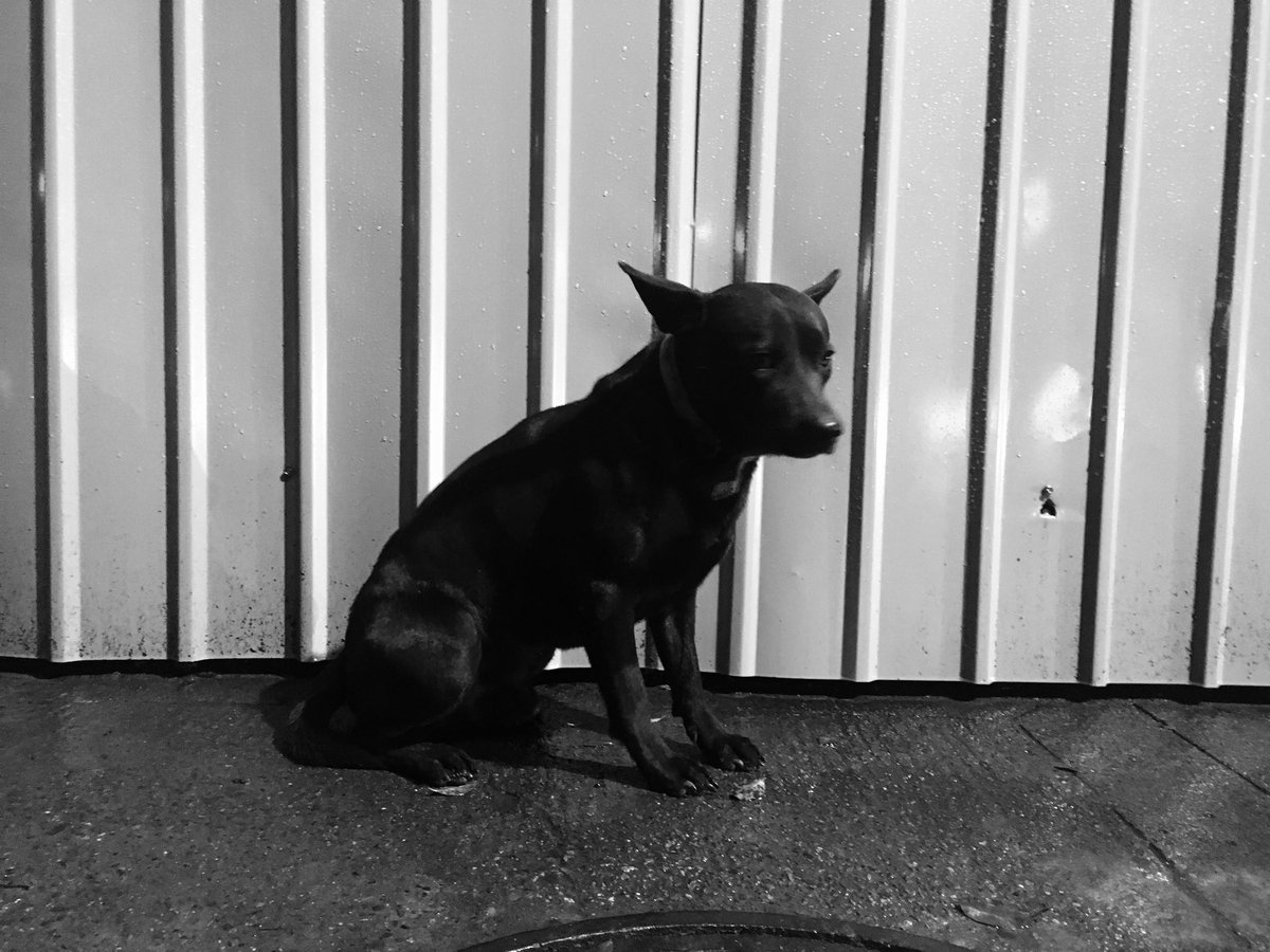 GoodEatBlackDog's tweet photo. 汪!! https://t.co/SrNIIFKBAo