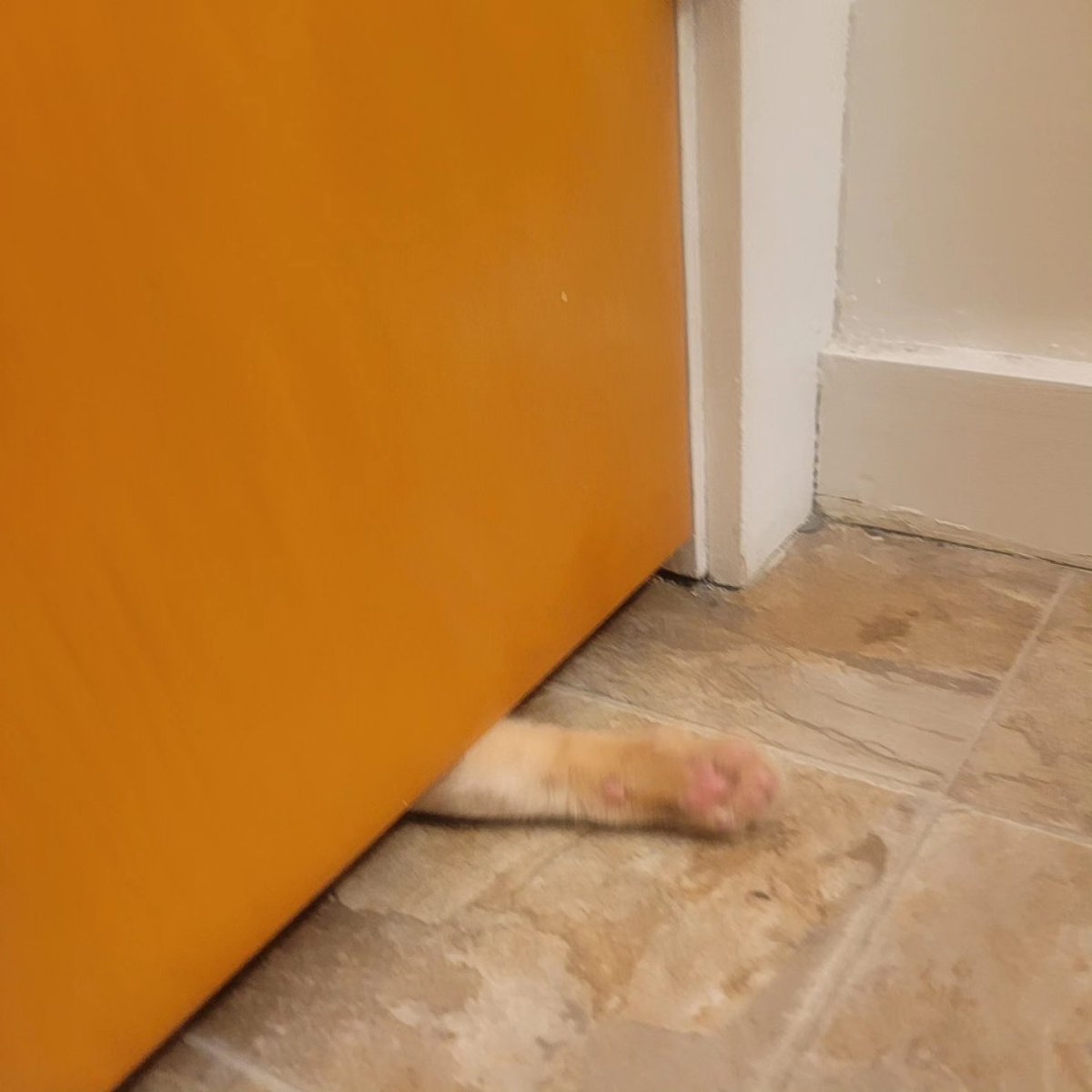 davidstheboss's tweet photo. My handsome fur son 
He always makes me smile lol
His anxiety when I shut the door awwww 
#Furbabies https://t.co/w9Xwd7jgZH