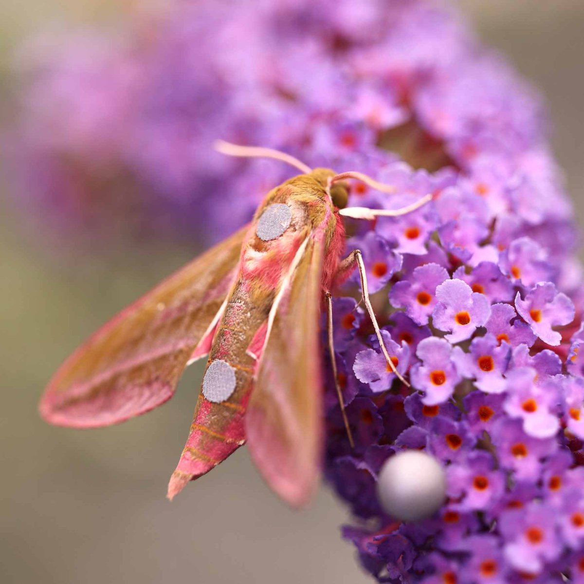 UniKonstanz's tweet photo. 🦋The #UniKonstanz imaging hangar is now home to two new species: daytime hummingbird hawkmoth and nighttime elephant hawkmoth. @CBehav researchers are studying their flight in varying light to understand how surroundings impact insect flight. 🌄🌌 https://t.co/NoHRBgjHDr