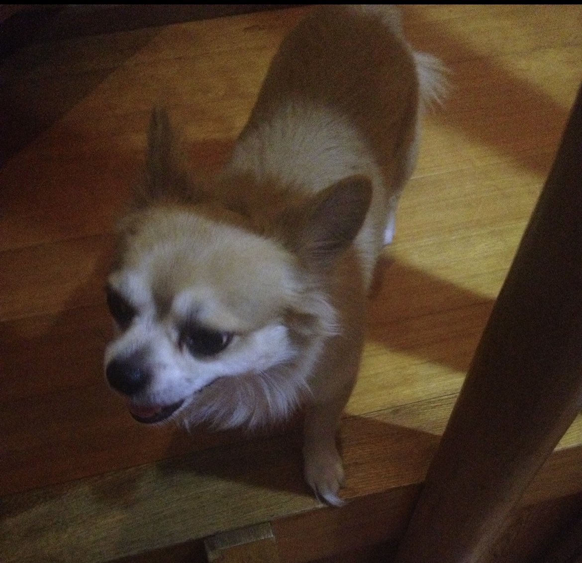 miktea3946's tweet photo. 知り合いのわんちゃんが昨日から行方不明みたいで、何か情報あればリプでもDMでも構わないので送っていただけると有難いです🙇‍♂️
愛知県尾張旭市という田舎の事なので中々こんな事では届かないかもしれませんが🙇‍♂️

#愛知県尾張旭市
#尾張旭市
#迷子犬
#拡散希望 https://t.co/fc6DWZPRrS