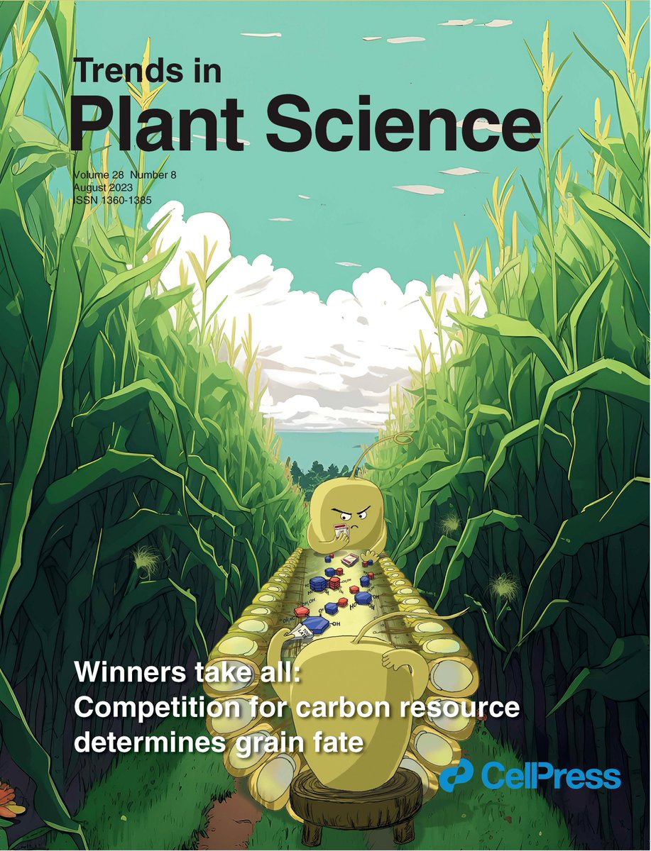 Aug issue. Read FREE: Winners take all: competition for carbon resource determines grain fate (see Cover); Role of ubiquitination in arsenic tolerance in plants; Temperature perception by plants; Pan-genome for pearl millet that beats the heat &amp; much more cell.com/trends/plant-s…