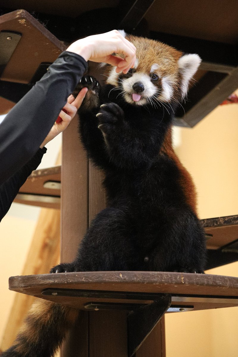 かずのこ君２歳の誕生日おめでとう🎉
#レッサーパンダ　#日本平動物園