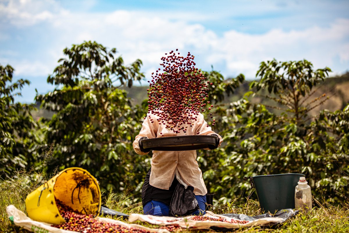 Hermanos Colombian Coffee Roasters tweet media