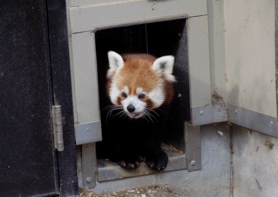 Red Panda tweet media