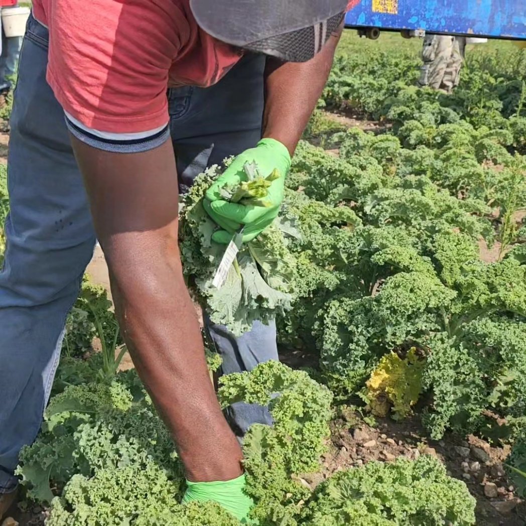 pfenningsfarm's tweet image. Local abundance continues! For this month’s #FindLocalFriday, there is SO much deliciousness to look for at your favourite stores, markets, &amp;amp; food boxes.  You can&apos;t go wrong! Our fields are bursting with colour &amp;amp; goodness!