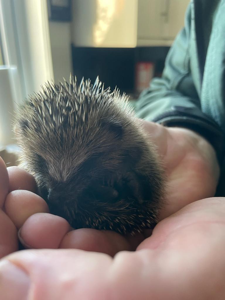 Scotambservice's tweet photo. #Keith Ambulance Station recently had a very different kind of patient! The night shift team cared for a baby #hedgehog brought in by a local couple.

After keeping watch over baby Keith during their breaks, the team handed him to @ScottishSPCA to be cared for with other hoglets https://t.co/cPEOuH1YKy