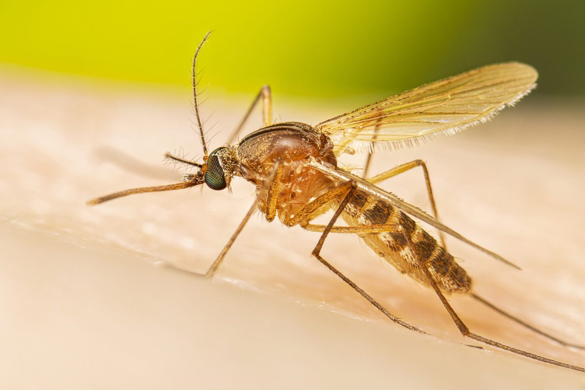 vkarr13's tweet photo. Rift Valley Fever / Demam Lembah Rift adalah penyakit asal virus akut akibat nyamuk (Aedes dan culex) yang berbahaya untuk hewan, manusia, dan lingkungan. https://t.co/9M7KWtbKj3