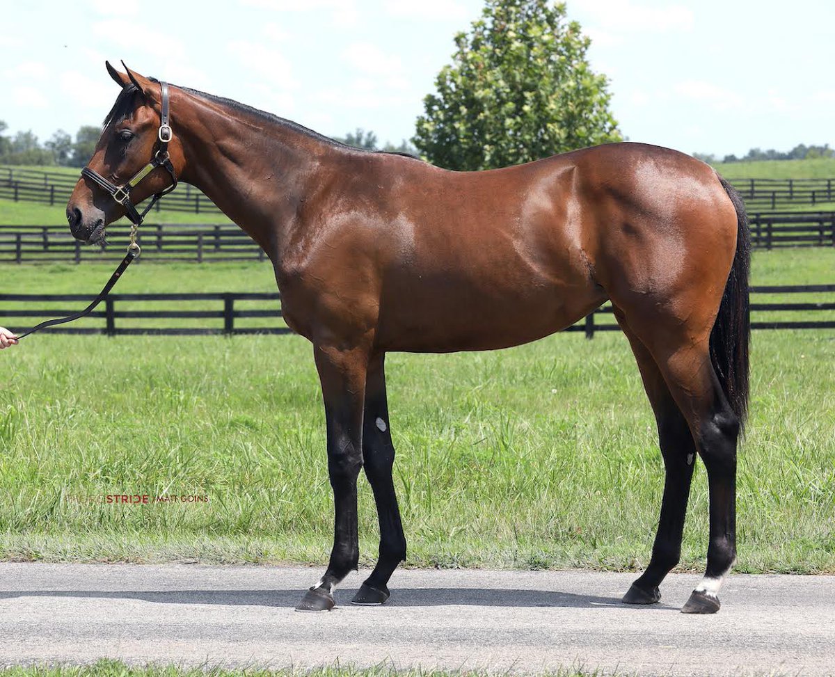 Dermo99's tweet image. Hip 205 M.Music x Unspurned-filly 
Hip 31 G.Magic x Designer Legs - filly
Hip 233 M. D’Oro x Ausus - filly 
Hip 55 M.Music x Golden Amber- colt 
Check out these Ontario breds selling in the @FasigTiptonCo Saratoga select sale with Cara Bloodstock. #FernhillStables