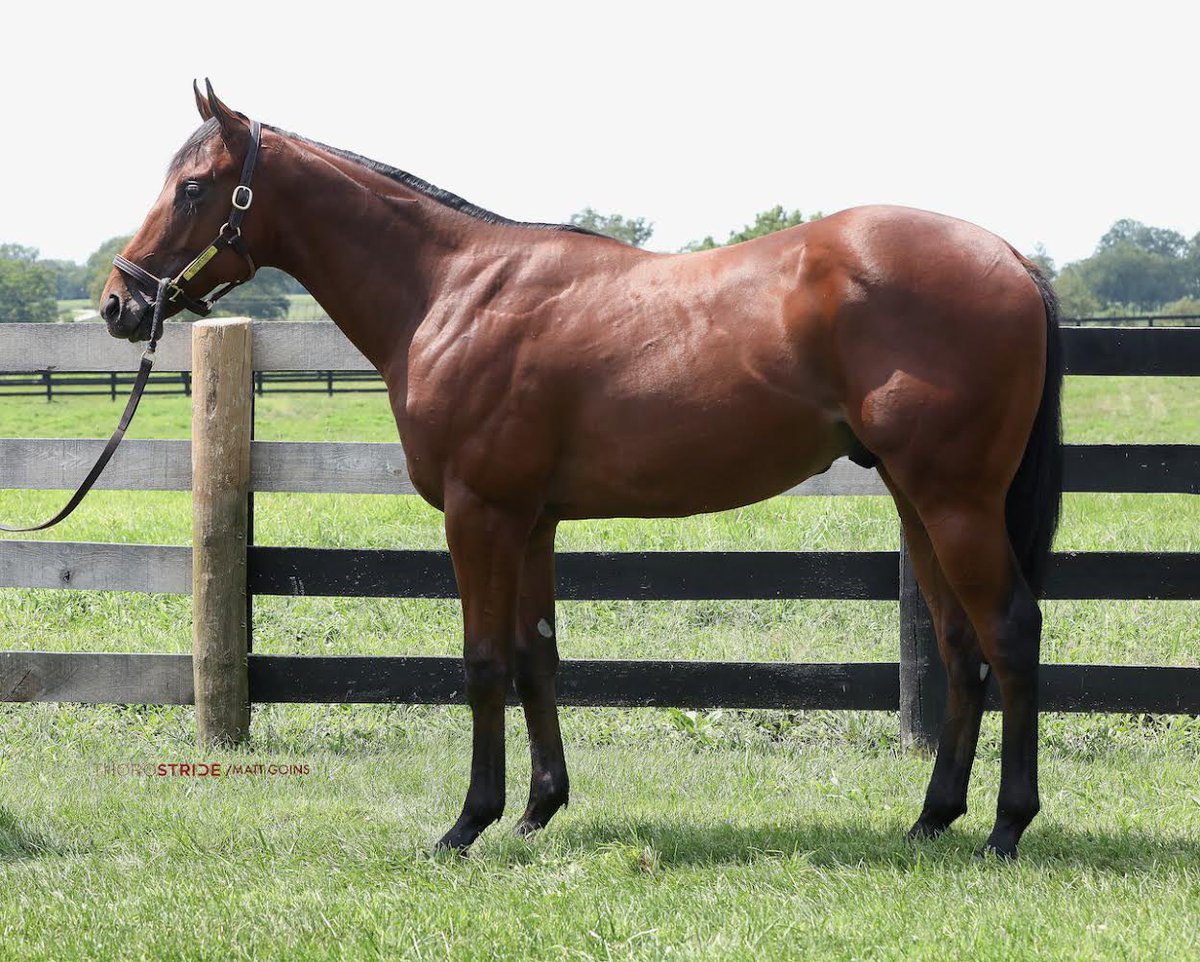 Dermo99's tweet image. Hip 205 M.Music x Unspurned-filly 
Hip 31 G.Magic x Designer Legs - filly
Hip 233 M. D’Oro x Ausus - filly 
Hip 55 M.Music x Golden Amber- colt 
Check out these Ontario breds selling in the @FasigTiptonCo Saratoga select sale with Cara Bloodstock. #FernhillStables