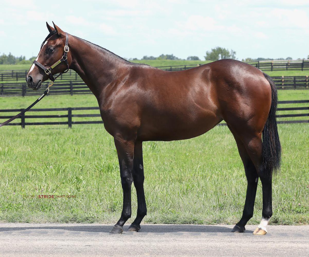 Dermo99's tweet image. Hip 205 M.Music x Unspurned-filly 
Hip 31 G.Magic x Designer Legs - filly
Hip 233 M. D’Oro x Ausus - filly 
Hip 55 M.Music x Golden Amber- colt 
Check out these Ontario breds selling in the @FasigTiptonCo Saratoga select sale with Cara Bloodstock. #FernhillStables