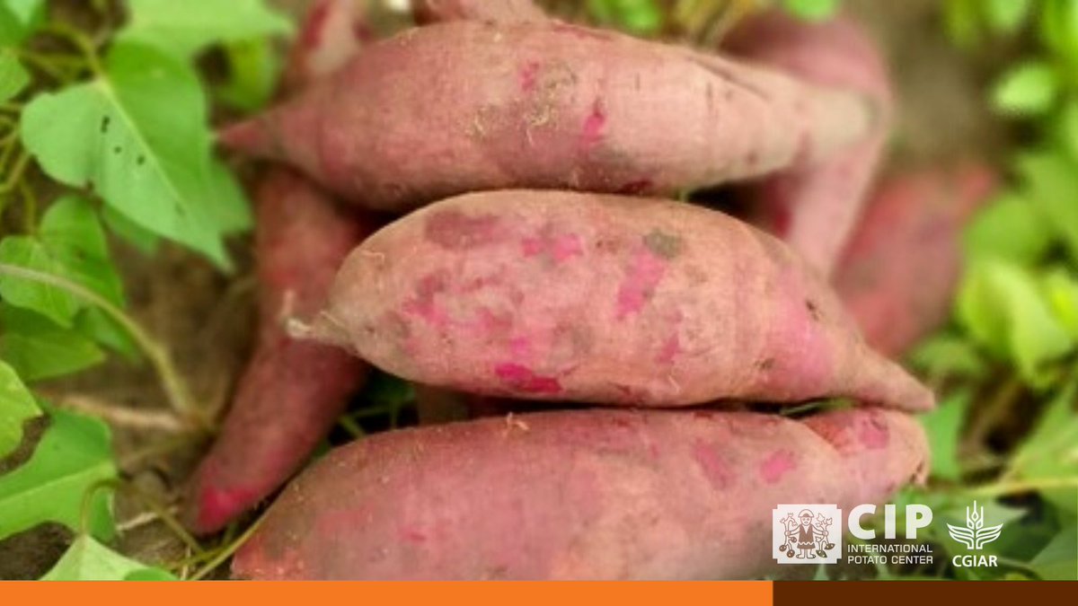 Cipotato's tweet photo. #DYK that KC-SWEET PURPLE sweetpotato 🍠 is not only tasty but also resistant to pests like sweetpotato weevils?

Let's explore innovative ways to use this nutritious variety and support Kenyan farmers!

👉🏽 https://t.co/4z0jQtTBbj

🔸 @kalromkulima https://t.co/NGsmKvFtlv