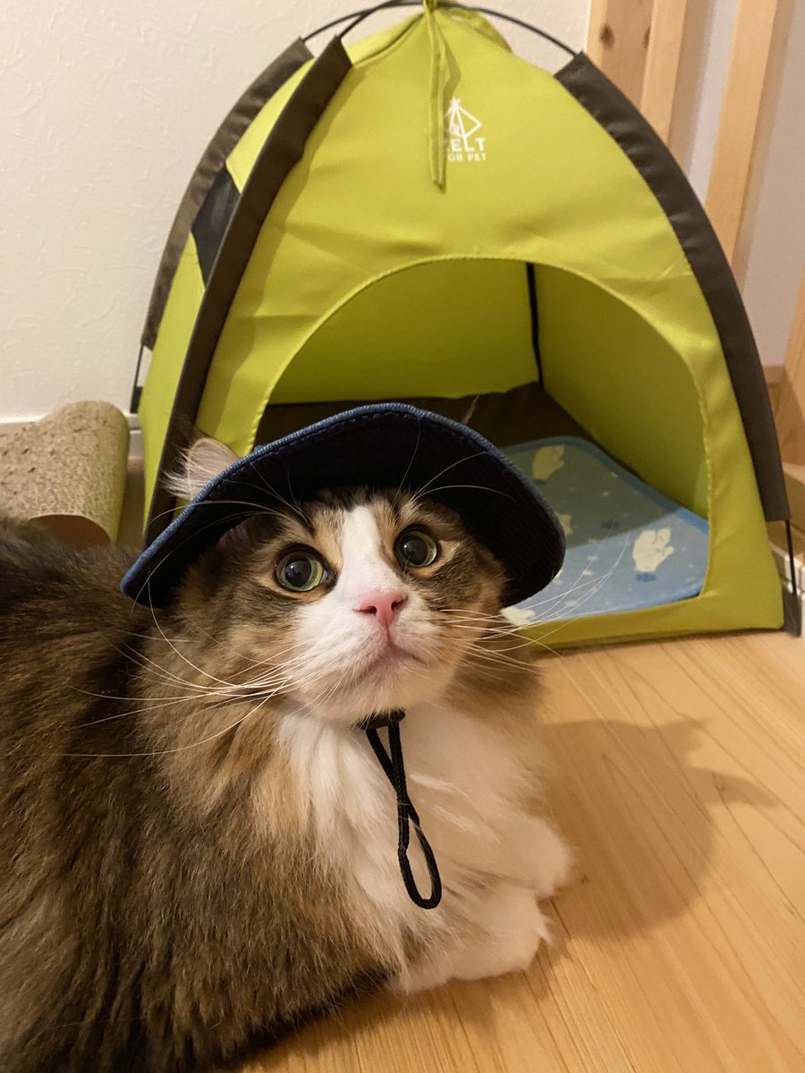 ikm_so's tweet photo. 家キャン🏕️はじめました

#キャンプ
#家キャン
#テント
#猫
#cat
#summer2023 https://t.co/1BZioFMqLr