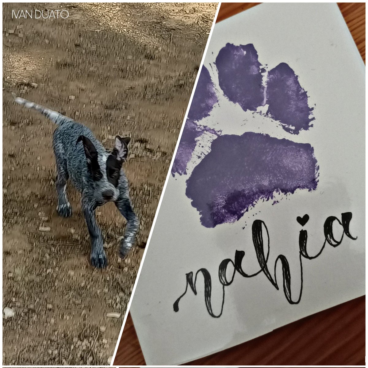 Perdiguera de burgos 🐶🐾